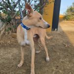 Podenco Andres, 09/2021, ca. 45 cm