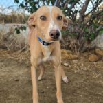 Podenco Andres, 09/2021, ca. 45 cm