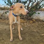 Podenco Andres, 09/2021, ca. 45 cm