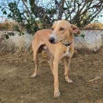 Podenco Andres, 09/2021, ca. 45 cm
