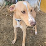 Podenco Andres, 09/2021, ca. 45 cm