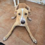 Podenco Andres, 09/2021, ca. 45 cm