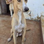 Podenco Andres, 09/2021, ca. 45 cm