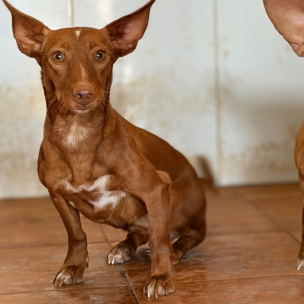 Podenco Maneto Annie, 08/2025, ca. 30 cm