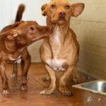 Podenco Maneto Annie, 08/2025, ca. 30 cm