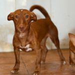 Podenco Maneto Annie, 08/2025, ca. 30 cm