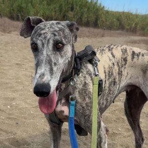 Galgo Arisca, 06/2021, ca. 65 cm