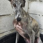 Galgo Arisca, 06/2021, ca. 65 cm
