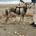 Galgo Arisca, 06/2021, ca. 65 cm