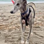 Galgo Arisca, 06/2021, ca. 65 cm
