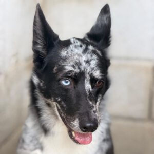 Border Collie Balto, 09/2024, ca. 53 cm
