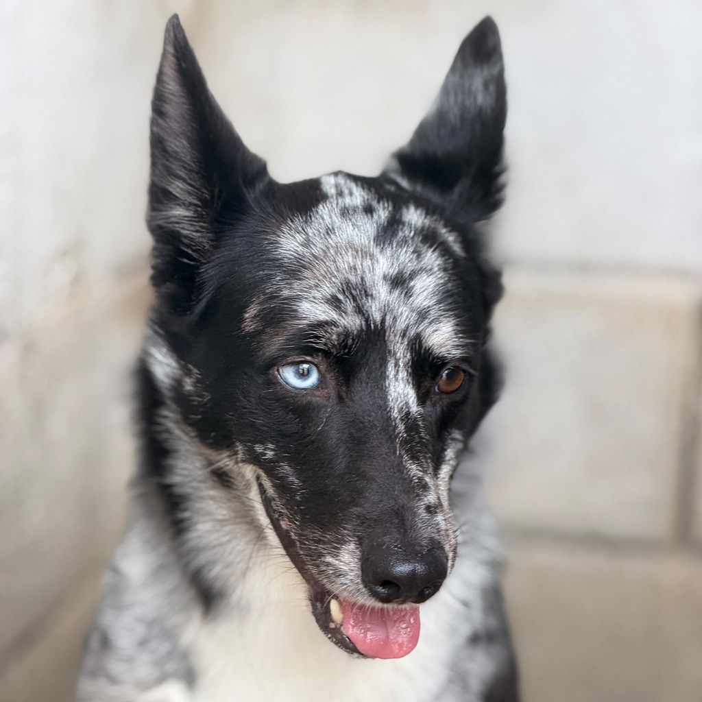 Border Collie Balto, 09/2024, ca. 53 cm