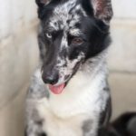 Border Collie Balto, 09/2024, ca. 53 cm