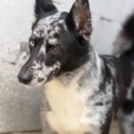 Border Collie Balto, 09/2024, ca. 53 cm