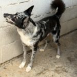 Border Collie Balto, 09/2024, ca. 53 cm