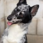Border Collie Balto, 09/2024, ca. 53 cm