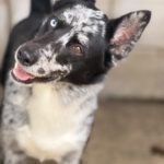 Border Collie Balto, 09/2024, ca. 53 cm