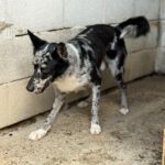 Border Collie Balto, 09/2024, ca. 53 cm