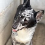 Border Collie Balto, 09/2024, ca. 53 cm