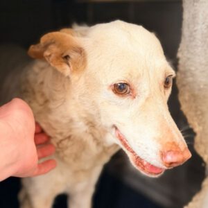 Podenco Mischling Blanca, 02/2016, ca. 50 cm