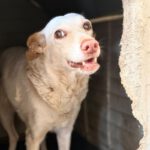 Podenco Mischling Blanca, 02/2016, ca. 50 cm