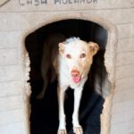 Podenco Mischling Blanca, 02/2016, ca. 50 cm