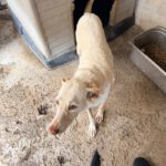 Podenco Mischling Blanca, 02/2016, ca. 50 cm