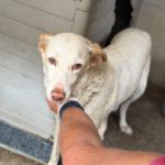 Podenco Mischling Blanca, 02/2016, ca. 50 cm
