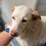 Podenco Mischling Blanca, 02/2016, ca. 50 cm