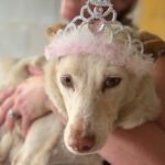 Podenco Mischling Blanca, 02/2016, ca. 50 cm