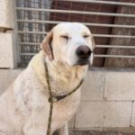 Mastin Mischling Blanco, 07/2020, ca. 65 cm