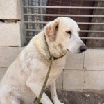 Mastin Mischling Blanco, 07/2020, ca. 65 cm