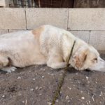 Mastin Mischling Blanco, 07/2020, ca. 65 cm