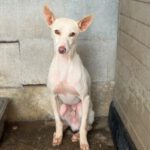 Podenco Blanco, 03/2026, Endgröße ca. 40 cm