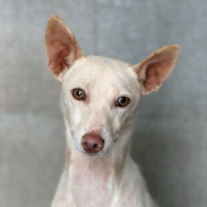 Podenco Blanco, 03/2026, Endgröße ca. 40 cm