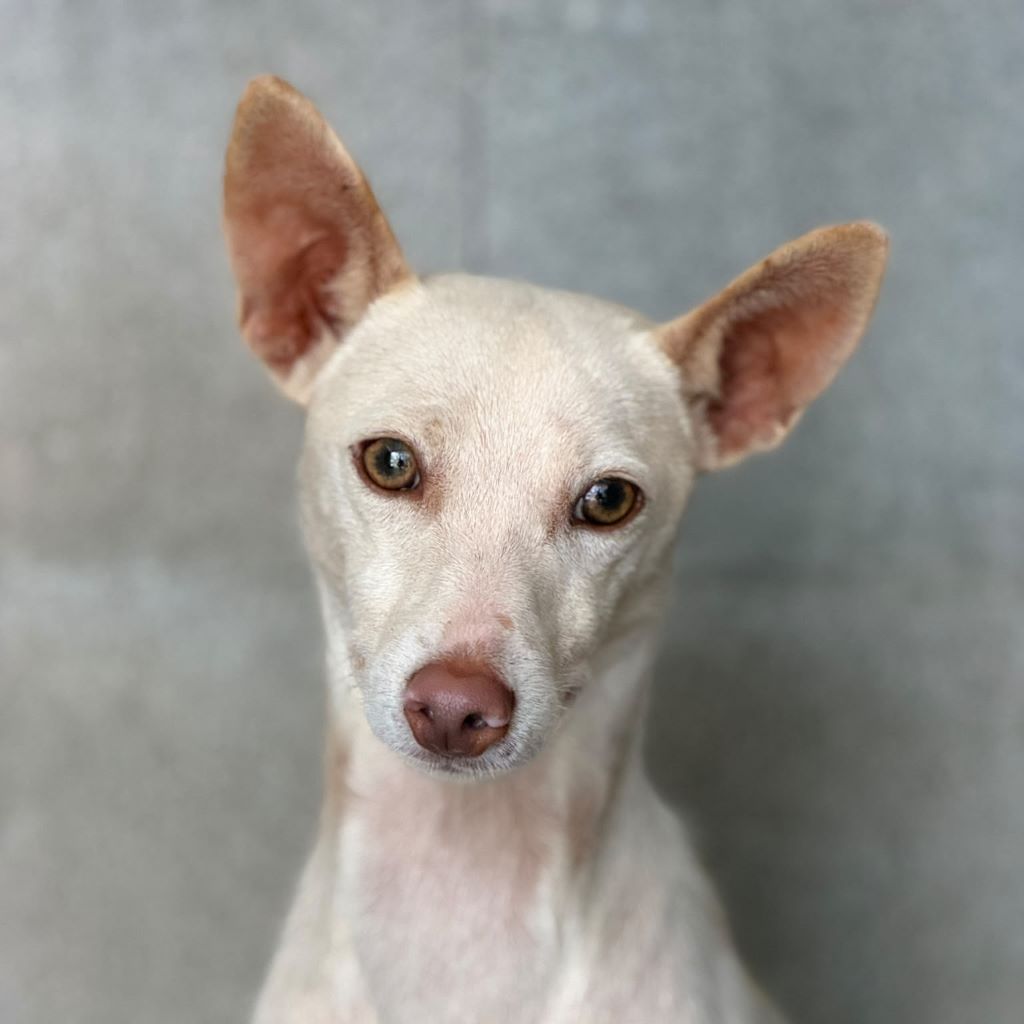 Podenco Blanco, 03/2026, Endgröße ca. 40 cm