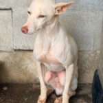 Podenco Blanco, 03/2026, Endgröße ca. 40 cm