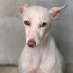 Podenco Blanco, 03/2026, Endgröße ca. 40 cm