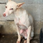Podenco Blanco, 03/2026, Endgröße ca. 40 cm