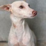 Podenco Blanco, 03/2026, Endgröße ca. 40 cm
