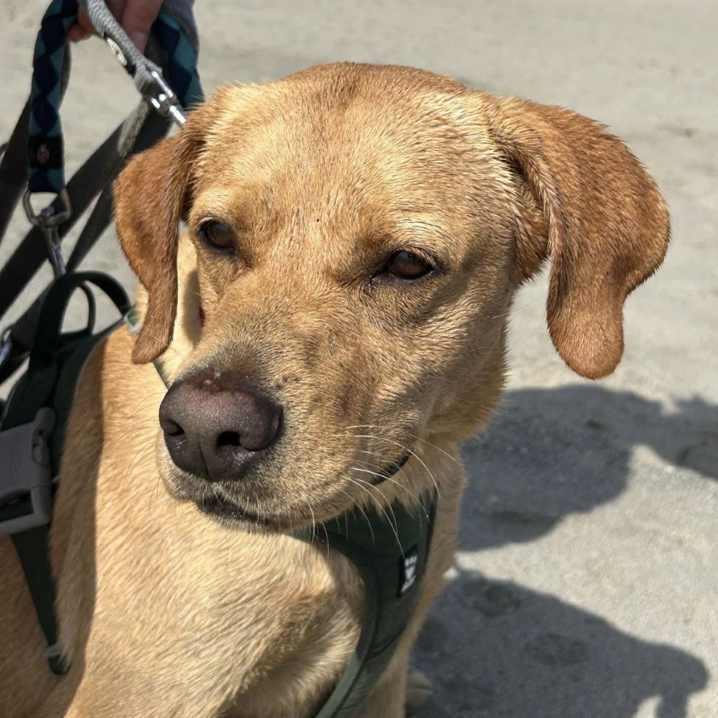Labrador Bluey,12/2022, ca. 50 cm