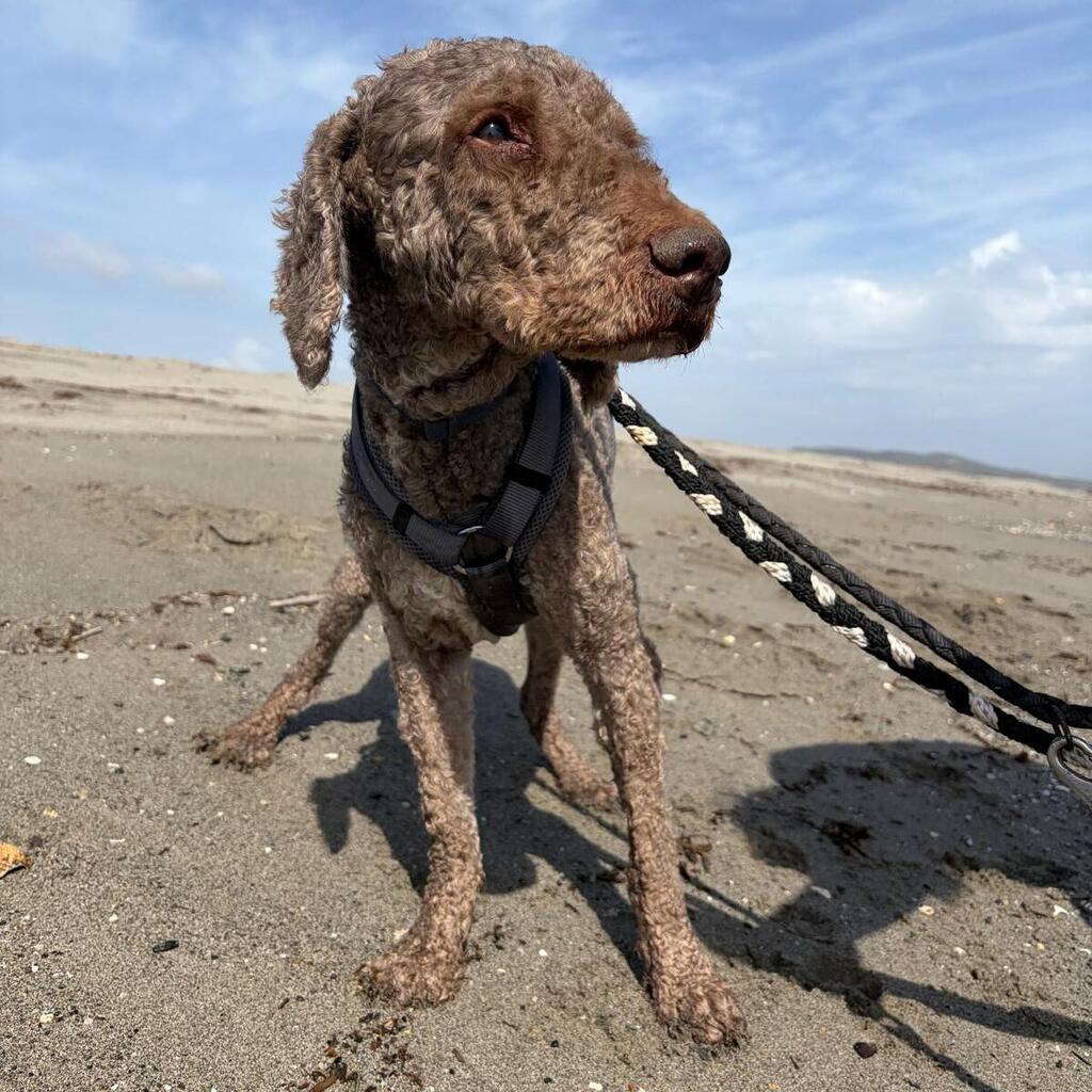 Wasserhund Bonbon, 03/2017, ca. 50 cm