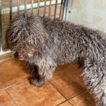 Wasserhund Bonbon, 03/2017, ca. 50 cm