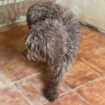 Wasserhund Bonbon, 03/2017, ca. 50 cm