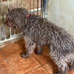 Wasserhund Bonbon, 03/2017, ca. 50 cm