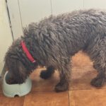 Wasserhund Bonbon, 03/2017, ca. 50 cm