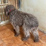 Wasserhund Bonbon, 03/2017, ca. 50 cm