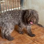 Wasserhund Bonbon, 03/2017, ca. 50 cm