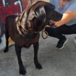 Labrador Brenda, 07/2014, 50 cm
