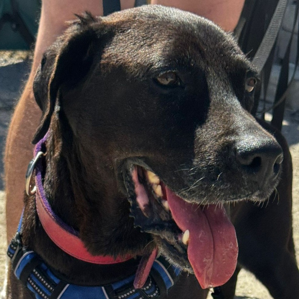 Labrador Brenda, 07/2014, 50 cm